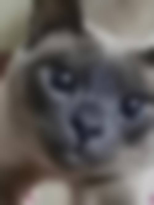 六、张玲玉医生怎么预约挂号